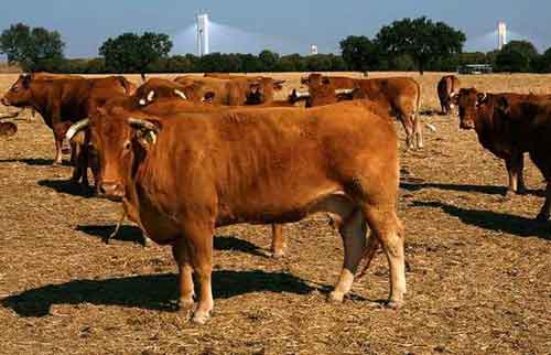 西班牙：歐洲最大的太陽能發(fā)電站