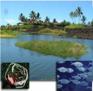 人工濕地 人工濕地